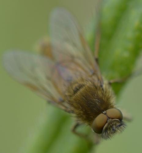 Thereva sp.